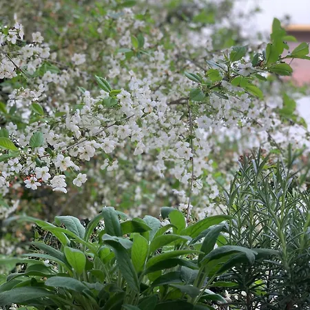 Dhome Lejlighed Agordo