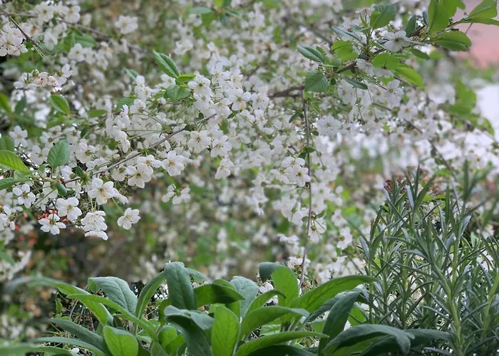 Dhome 아파트 아고르도